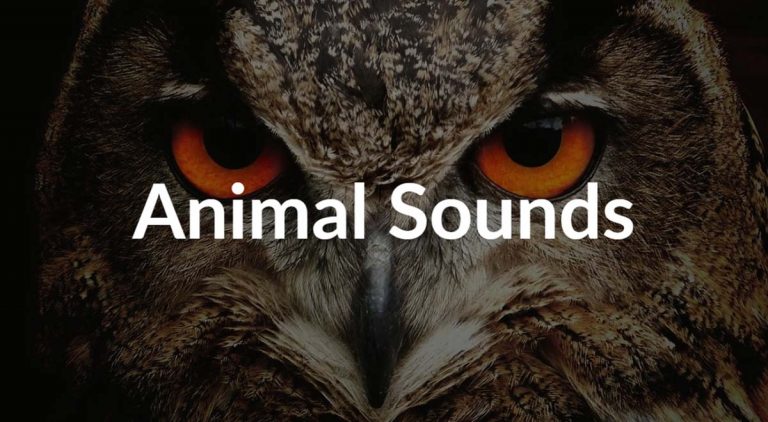 Royalty free animal sounds