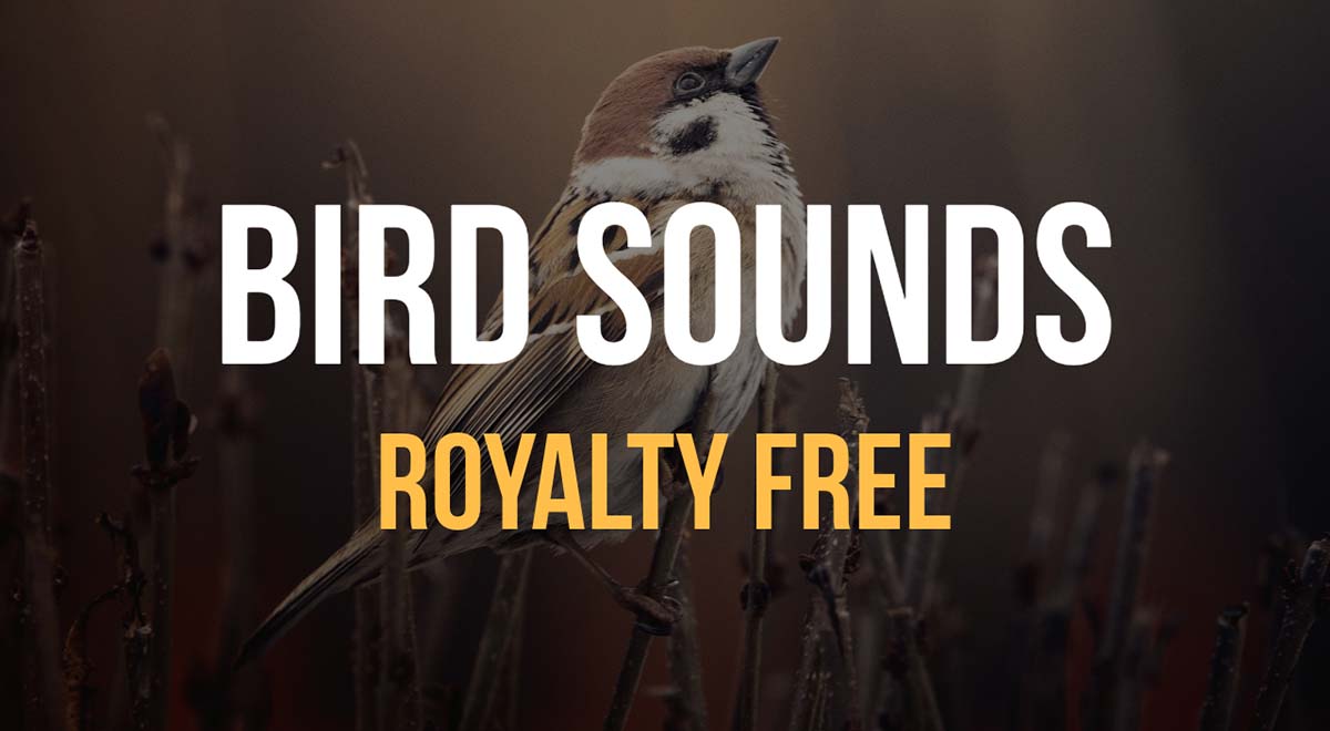 bird sounds royalty free