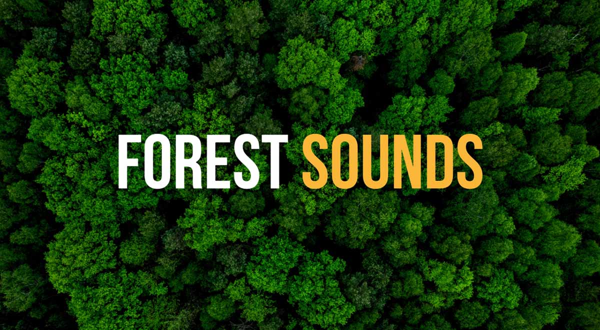 forest sounds download
